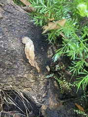 Omphalotus nidiformis