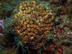 Cladocora caespitosa