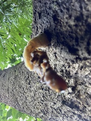 Omphalotus nidiformis