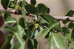 Commiphora tenuipetiolata