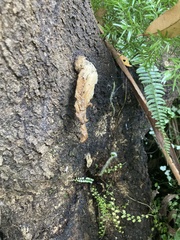 Omphalotus nidiformis