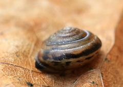 Perforatella bidentata