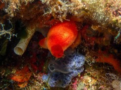 Halocynthia papillosa