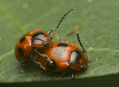 Tinosis decemmaculata