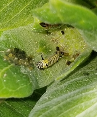 Danaus plexippus