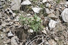 Petalidium variabile