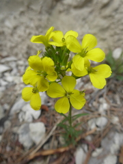 Erysimum sylvestre