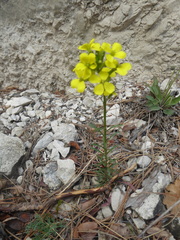 Erysimum sylvestre