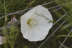 Calystegia macrostegia arida