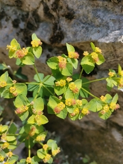 Euphorbia fragifera