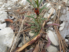 Erysimum sylvestre