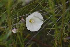 Calystegia macrostegia arida