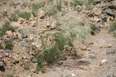 Stipagrostis hirtigluma