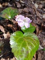 Shortia uniflora