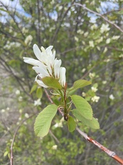 Amelanchier cusickii