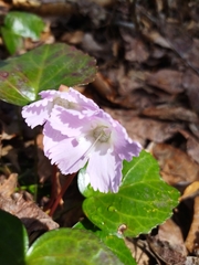 Shortia uniflora