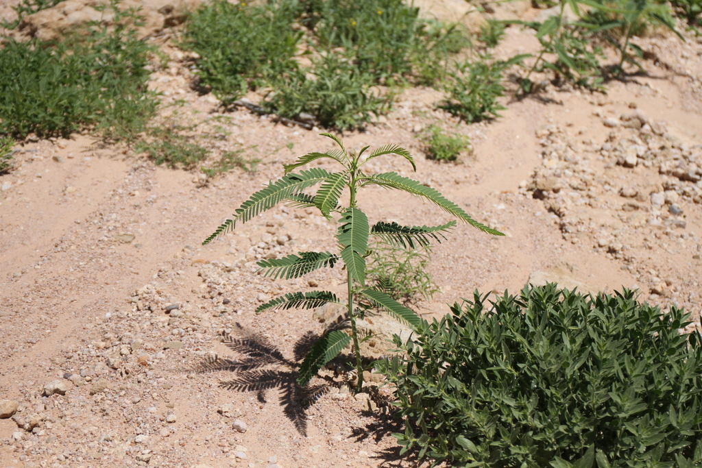 Sesbania sphaerocarpa Welw.