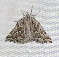 Plataea californiaria