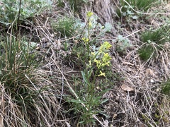 Erysimum crepidifolium