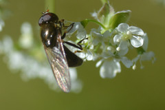 Cheilosia pagana