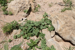 Citrullus amarus image