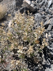 Hazardia brickellioides