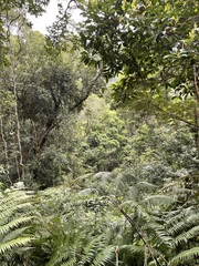 Alsophila spinulosa