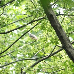 Pericrocotus cantonensis