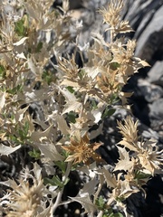 Hazardia brickellioides