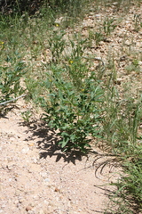 Crotalaria damarensis image