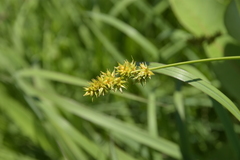 Carex sterilis