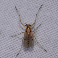 Coelotanypus tricolor