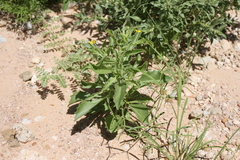 Osteospermum microcarpum microcarpum
