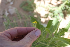 Osteospermum microcarpum microcarpum
