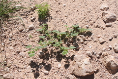 Monsonia umbellata image