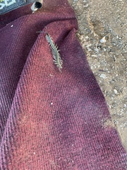 Scolopendra aztecorum