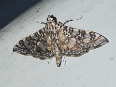 Glyphodes onychinalis