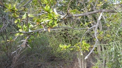 Ehretia rigida rigida