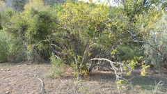 Ehretia rigida rigida