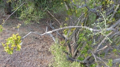 Ehretia rigida rigida