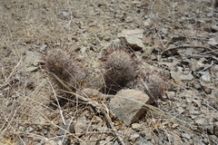 Mammillaria grahamii