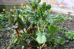 Beta vulgaris cicla