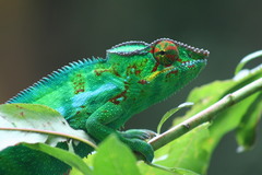 Furcifer pardalis