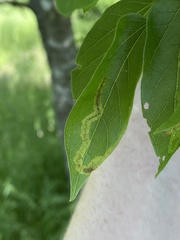 Agromyza aristata