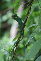 Furcifer pardalis