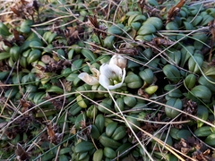 Gentianella saxosa