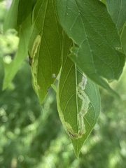 Agromyza aristata