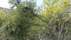 Ehretia rigida rigida