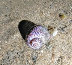 Paratectonatica tigrina