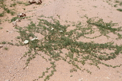 Distimake bipinnatipartitus